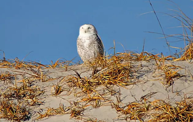 The Snowy Owls Have Returned to the Jersey Shore! [VIDEO]