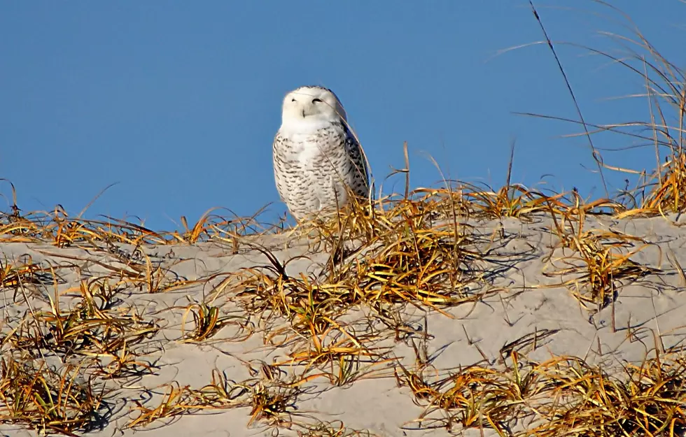 The Snowy Owls Have Returned to the Jersey Shore!