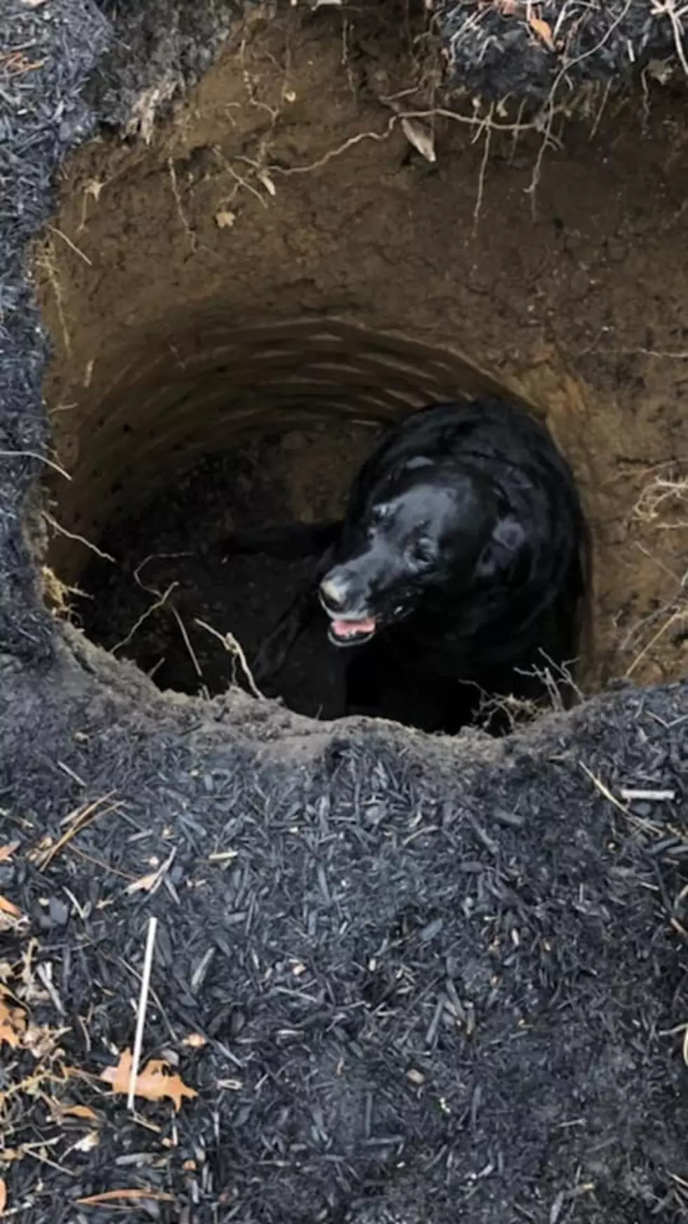 Shrewsbury Firefighters rescue dog who fell into sinkhole