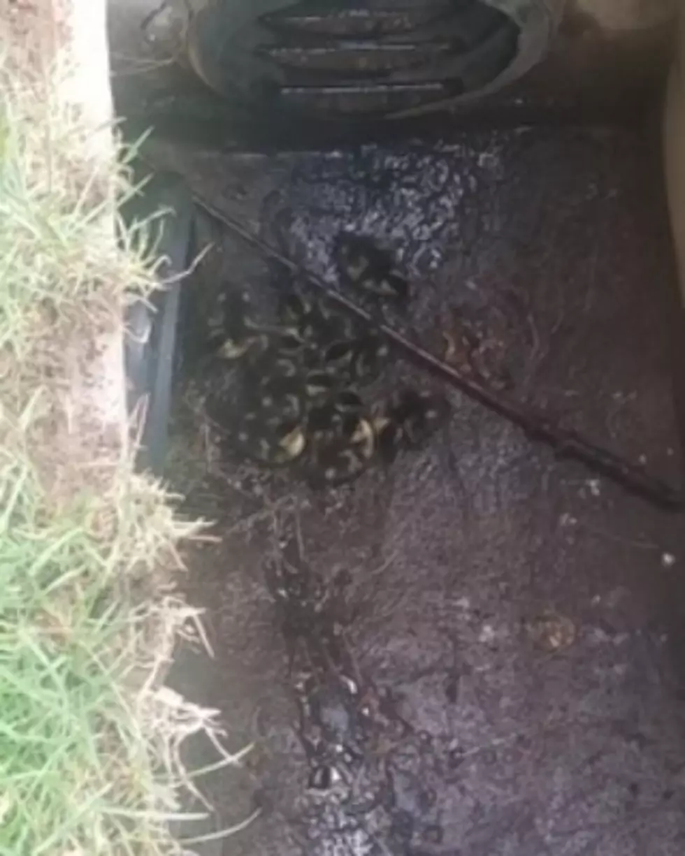 Toms River Police Officers Save Ducklings From Storm Drain