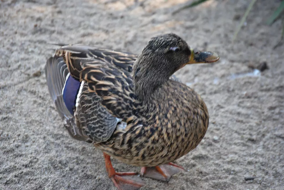 Finally a Happy Animal Story This Week! Mom and Her Kids Reunited