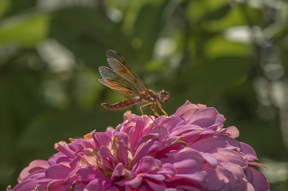 Dragonflies Are Dive Bombing Ocean County