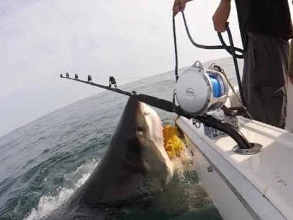 Shawn Michaels Talks with Scott Crilly About The Huge Great White They Encountered Off Point Pleasant