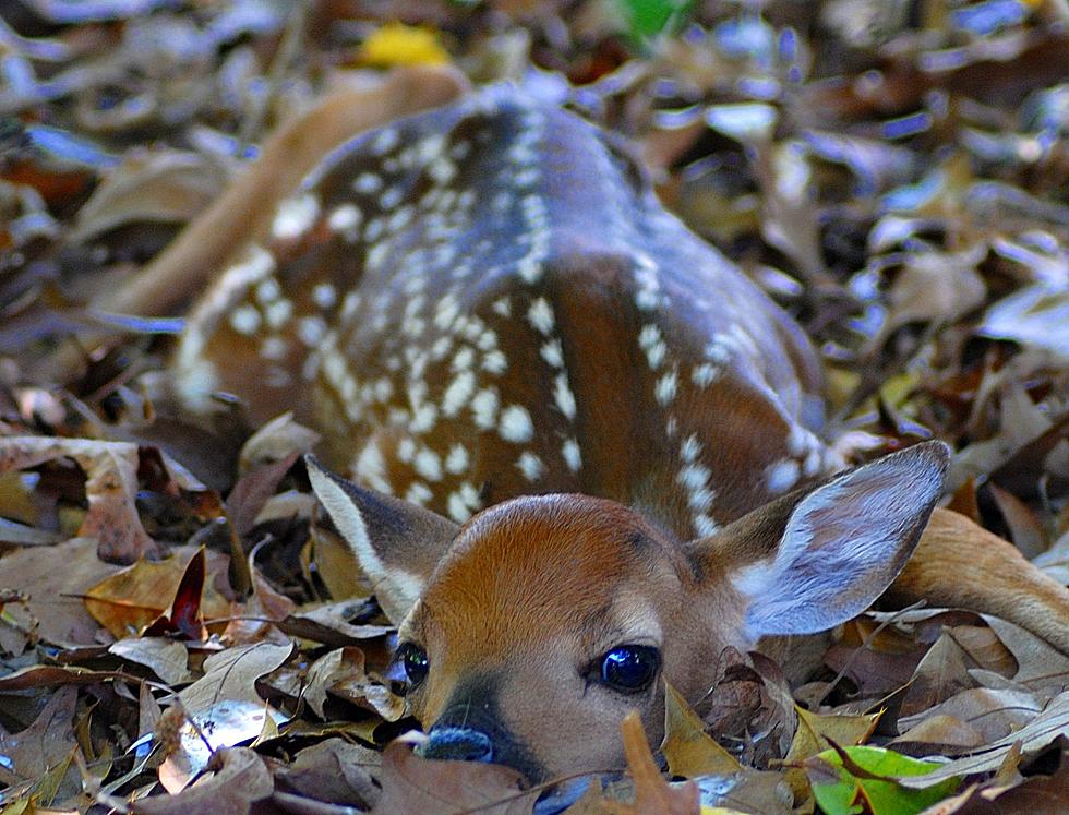 Jersey Shore Teens Save A Baby Deer From Drowning!