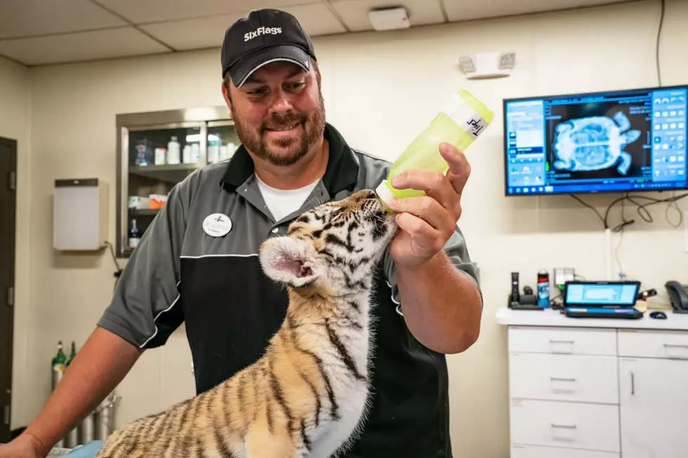 Six Flags Celebrates Birth of Rare Siberian Tiger Cub!