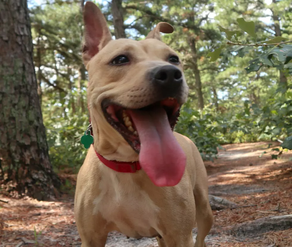 That Giant Smile – Our Pet of the Week, Meet Drita