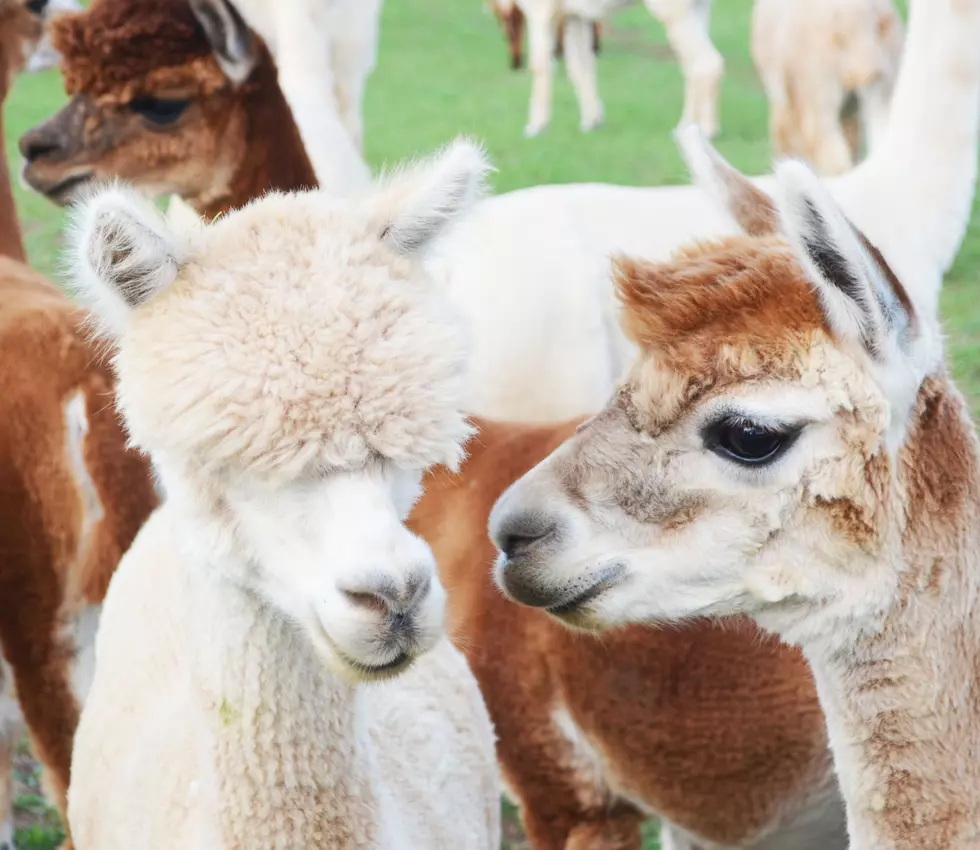 You And The Kids Can Now Take A Virtual Tour Of An Alpaca Farm!