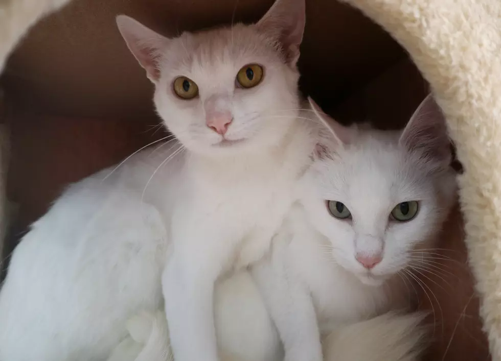 These Beauties Are Our Pet(s) of the Week