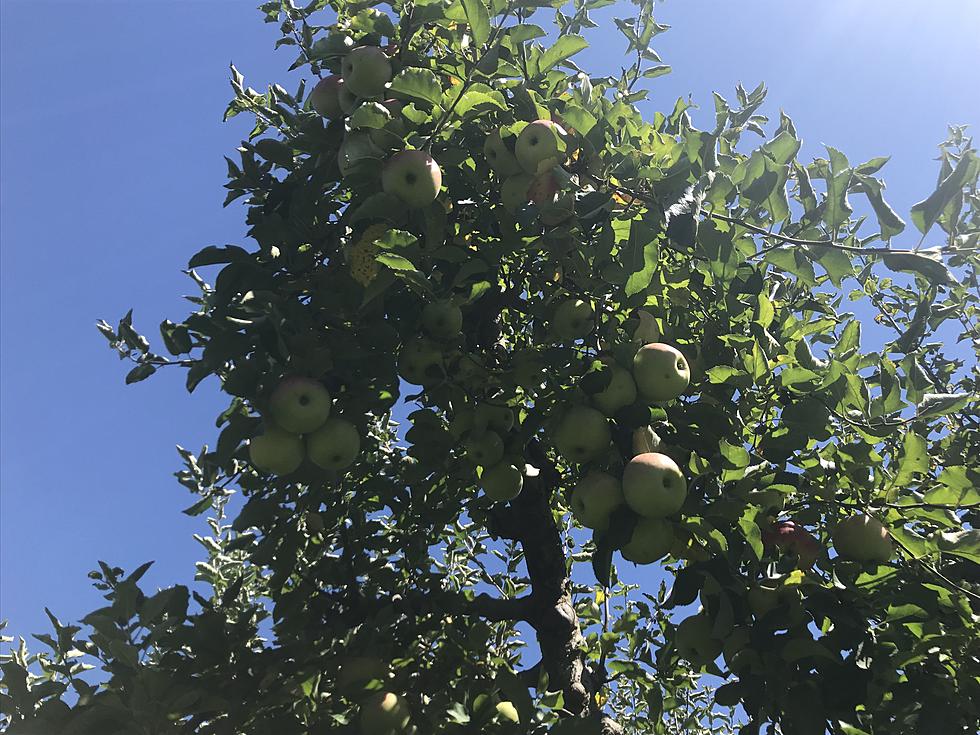 See The Jaw Dropping Number Of Apples Justin Picked [Photos]