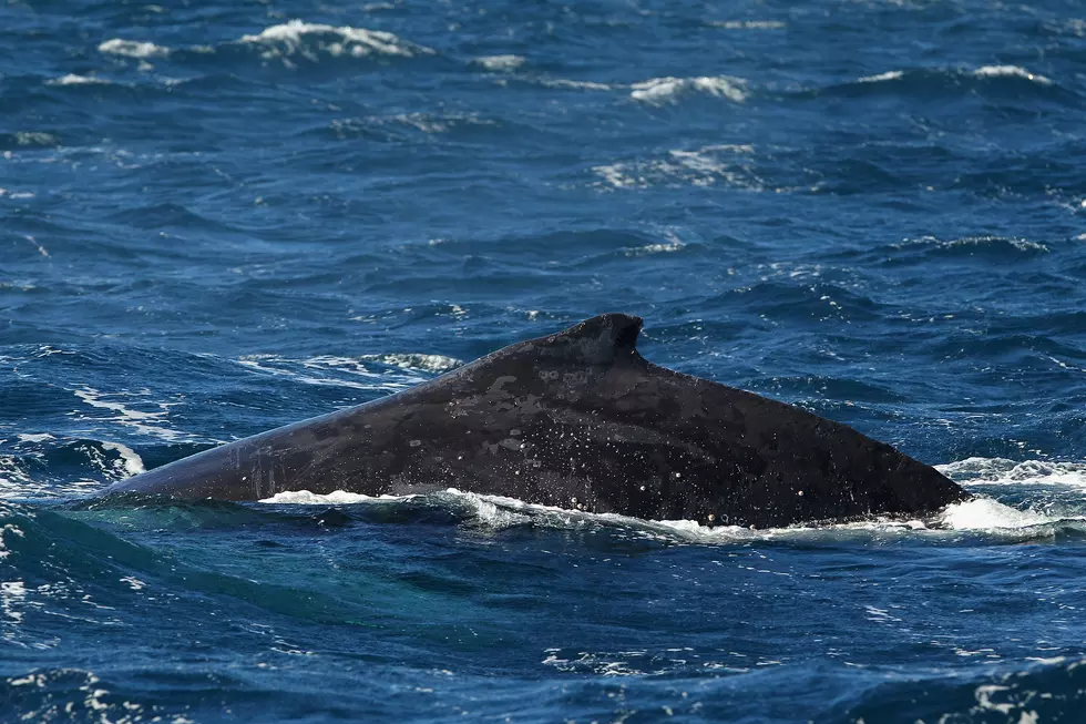 See A Pair Of Jersey Shore Fishermen Get A Whale Of A Surprise