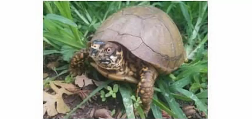 HELP: Turtle With Medical Condition Missing in Toms River