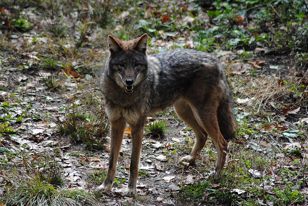 Hiking NJ and Beyond: Bear Mountain State Park [VIDEO]