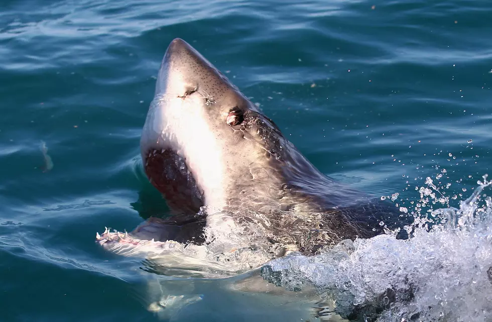 Jersey Shore Fisherman's Startling Encounter With Great White