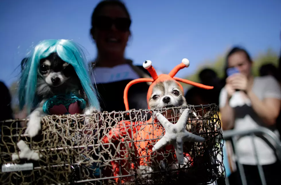 This Dog’s Halloween Costume Is The Most Jersey Thing Ever