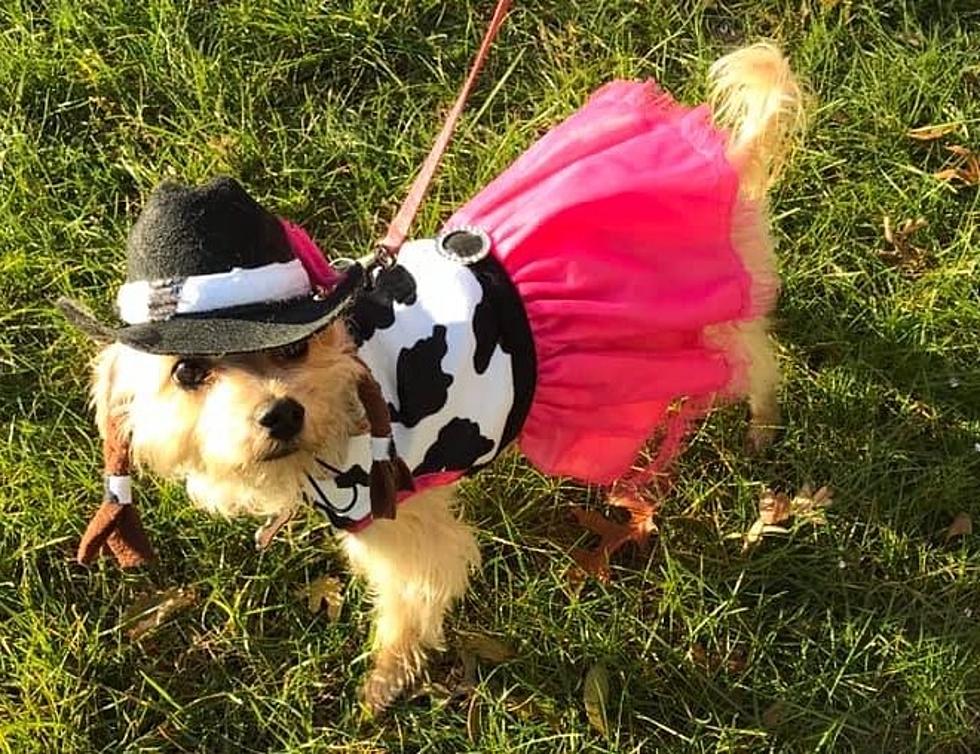 Pet Costume Contest Coming Up at Jenkinson's 