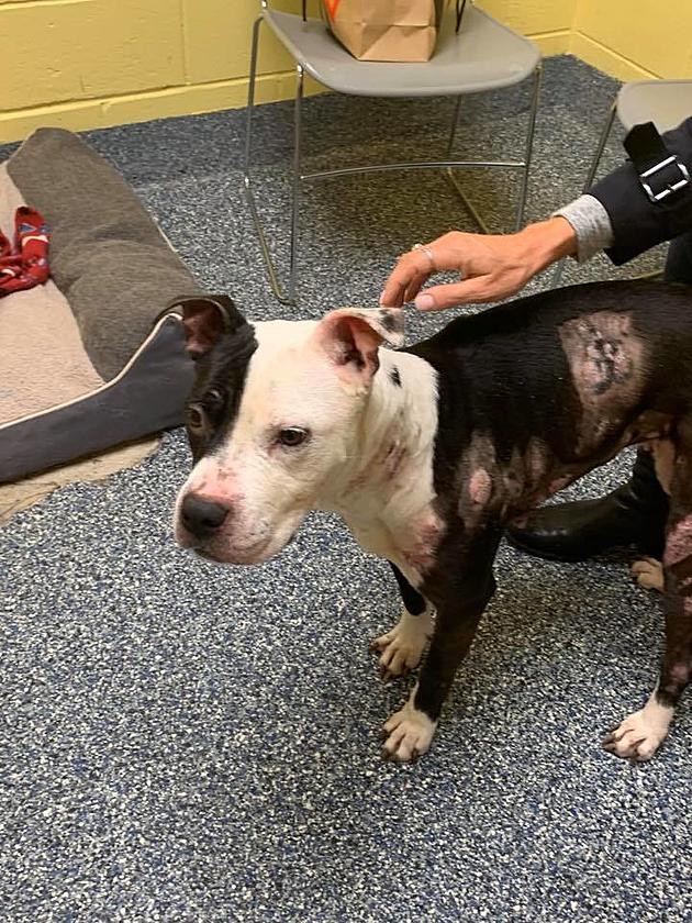 Manchester Police Seek Information on Abused Pitbull Found in Town