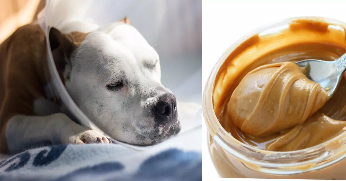dogs and peanut butter