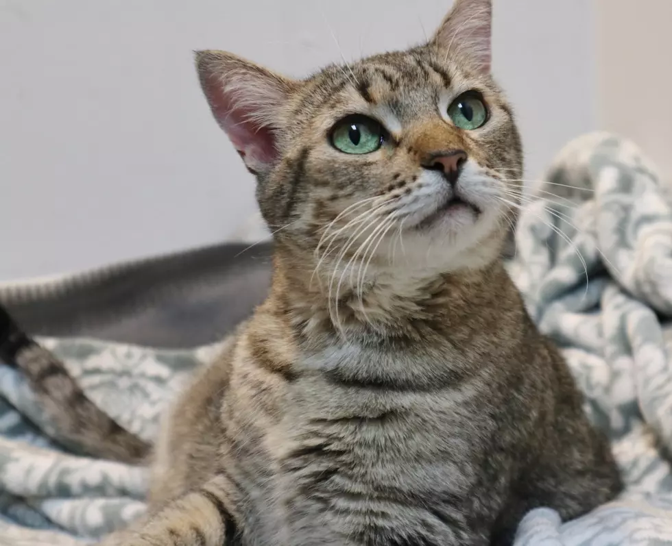 Pussy Willow has &#8220;Cat-titude&#8221;- Pet of the Week