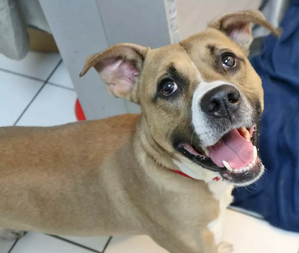 This Ball of Fun Will Be Your Best Friend; Pet of the Week