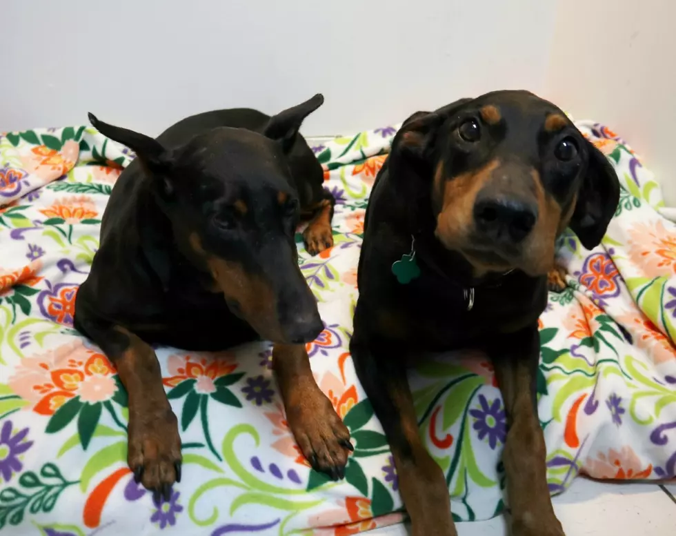 These Dobermans are the Sweetest – Pet of the Week