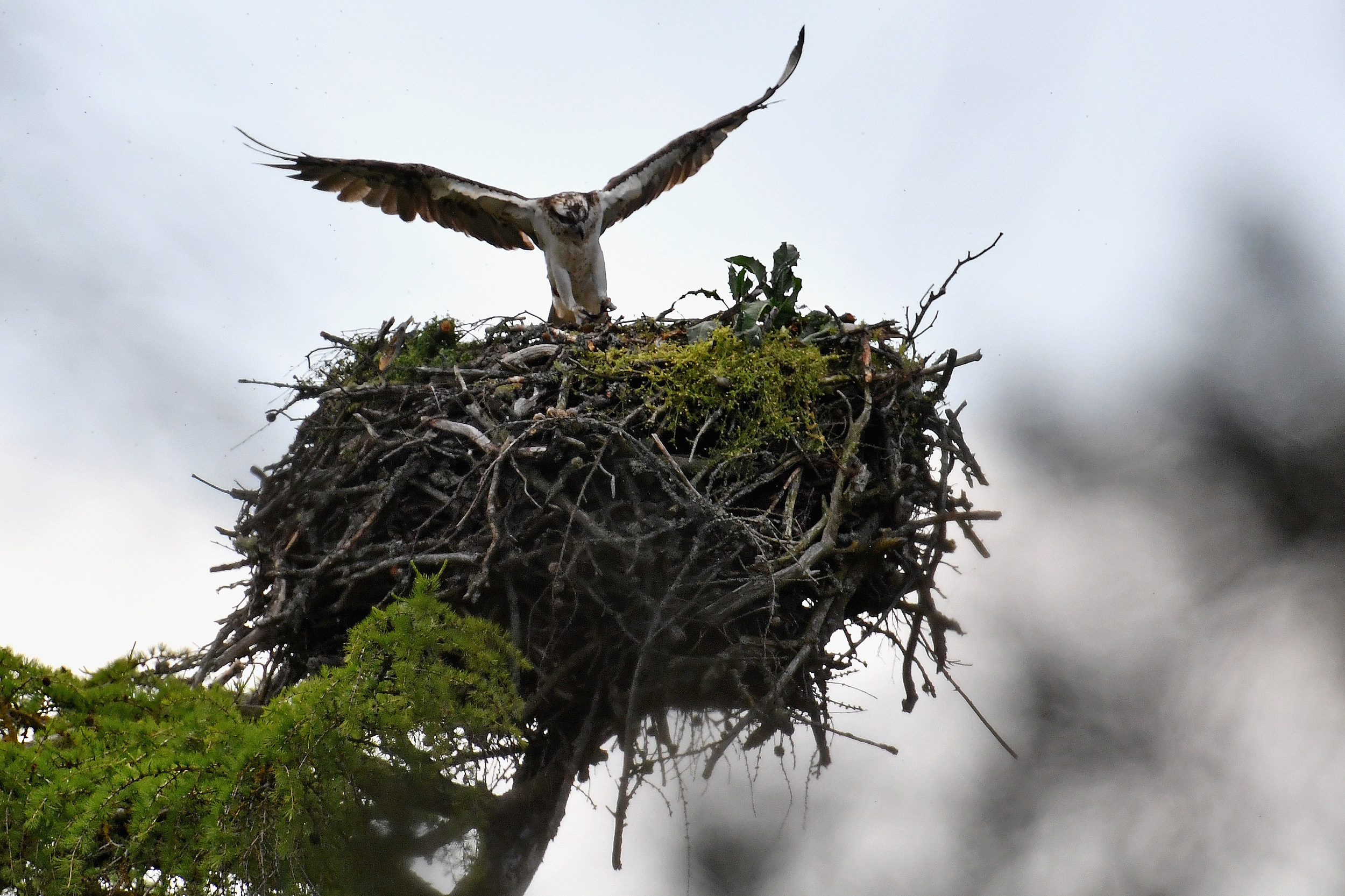 osprey project