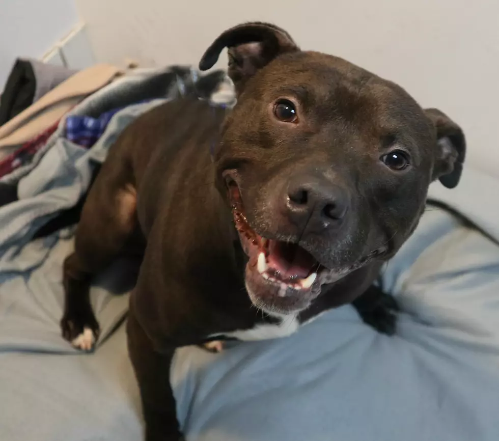 Kodiak&#8217;s Smile Will Warm Your Heart; Pet of the Week