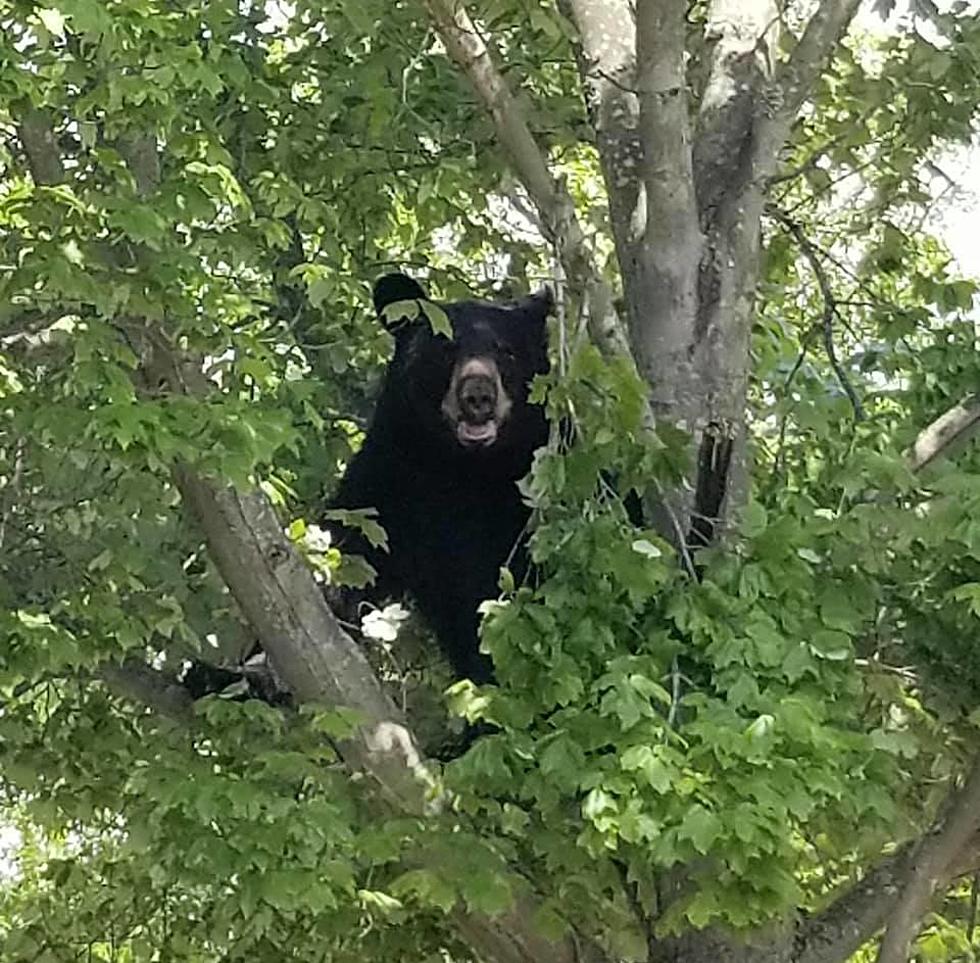 [VIDEO] Black Bear Walking Around Manahawkin This Morning