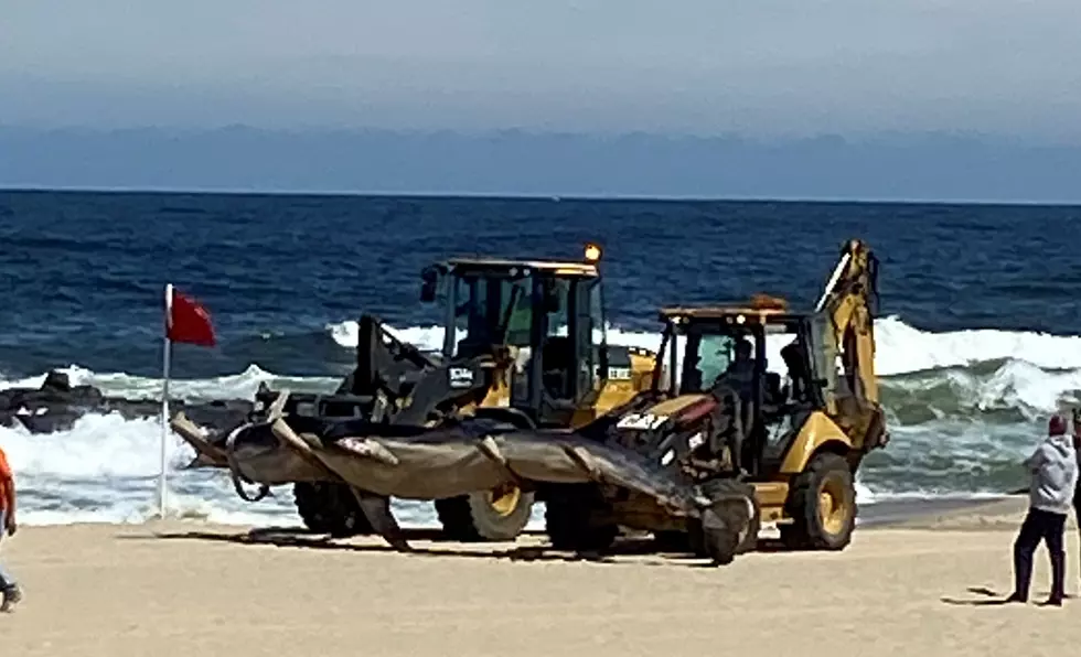 Beached Jersey Shore Whale May Have Died Of A Brain Disease