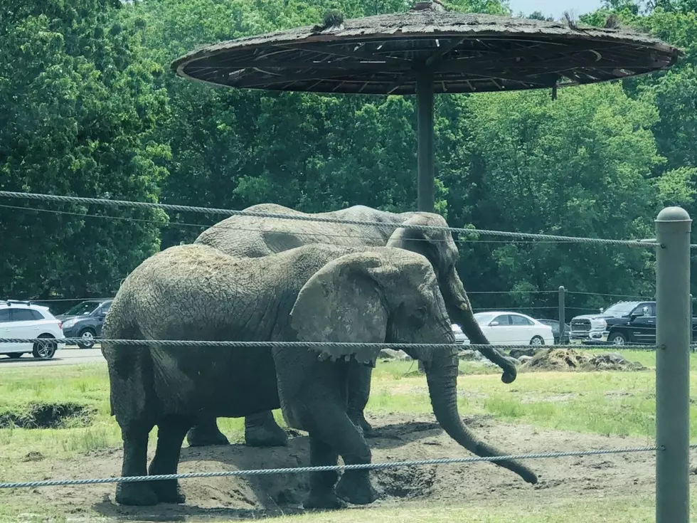 New and Exciting Things at Six Flags Great Adventure Safari in NJ