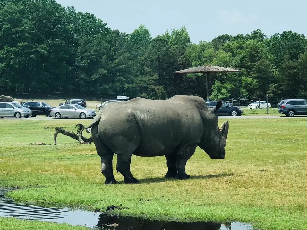 This Summer’s To Do List, Six Flags Great Adventure Wild Safari Drive-Thru in Jackson, NJ