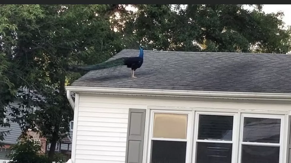 He&#8217;s Back! Have You Seen the Mysterious Bayville, NJ Peacock?