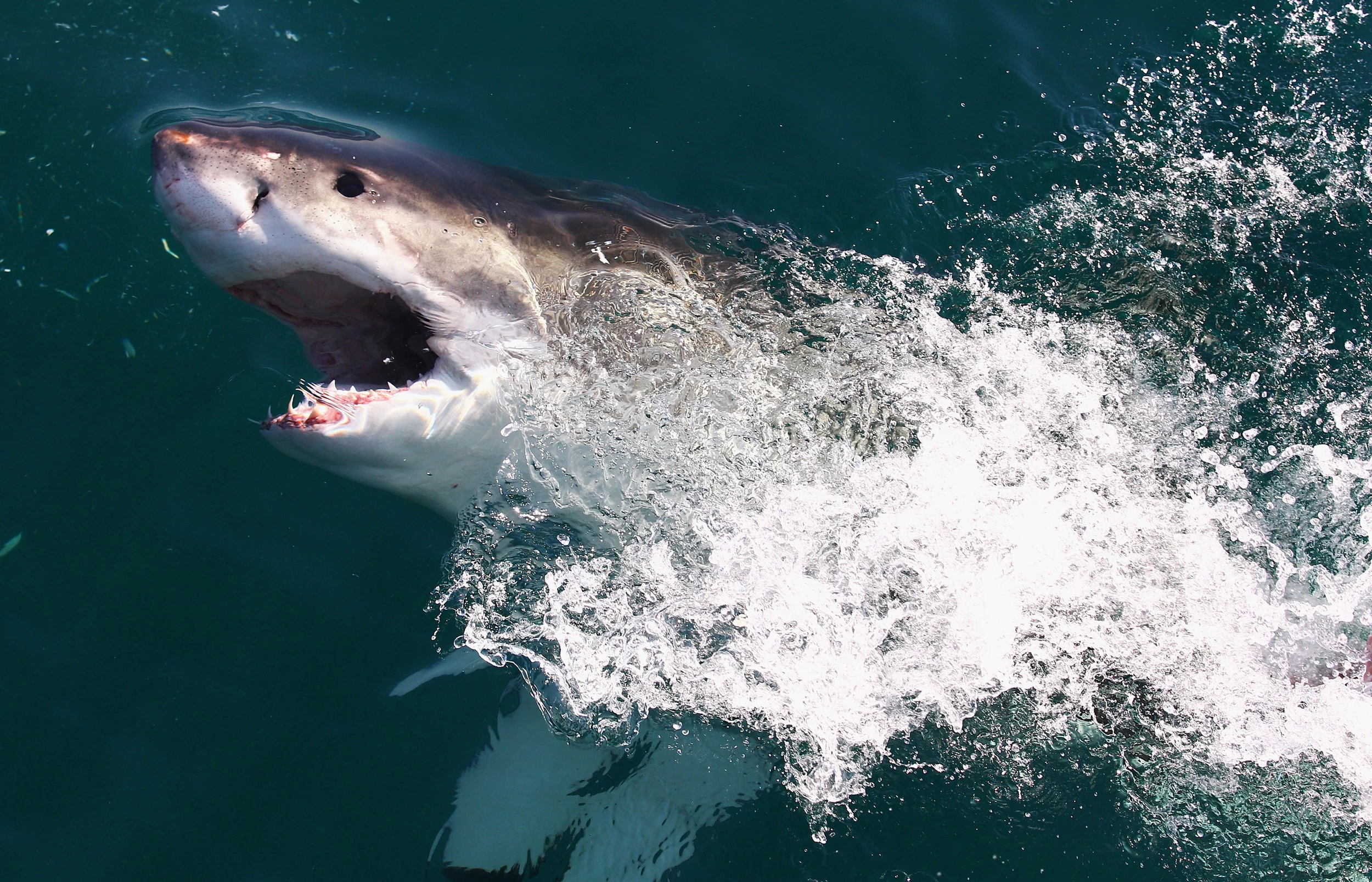 Great white shark swimming off Jersey Shore now appears headed further out  to sea