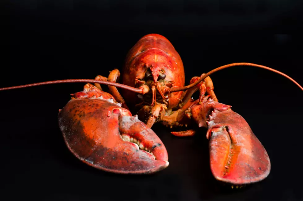 Hands Off This Lobster! No Butter For This Ocean County Celebrity Crustacean