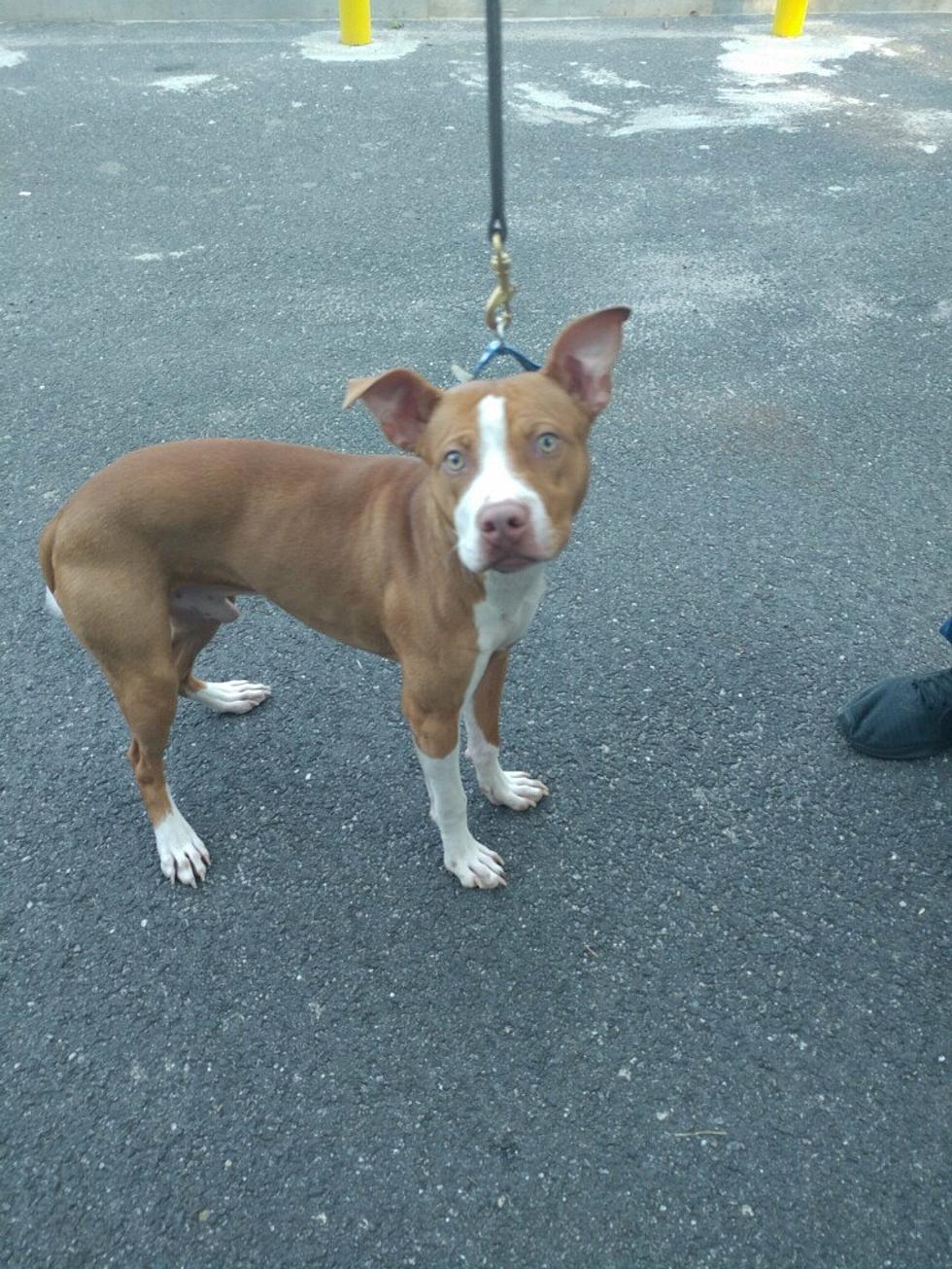 Brick Police Officers rescue pit bull from 110-degree balcony heat