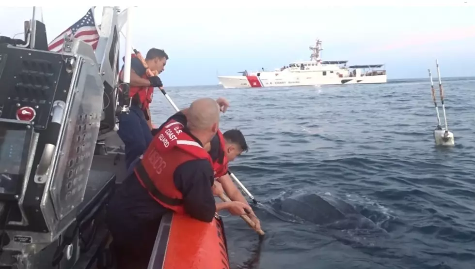 U.S. Coast Guard Cutter Saves Sea Turtle Off Atlantic City