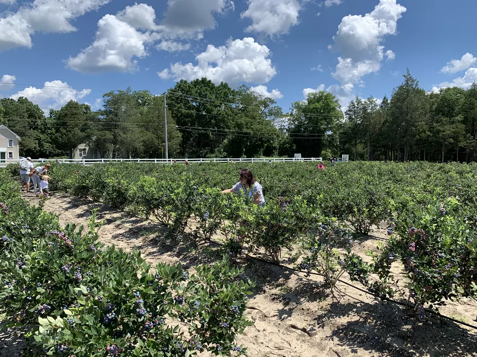 Have You Ever Gone Blueberry Picking in Jersey? [VIDEO]