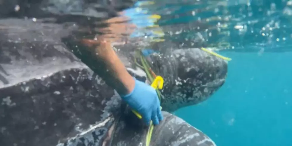 Watch Video Of The Coast Guard Rescuing An Entangled Sea Turtle