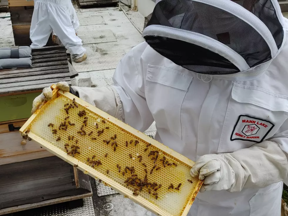 Bees are sharing good buzz in our environment, food and hospitals
