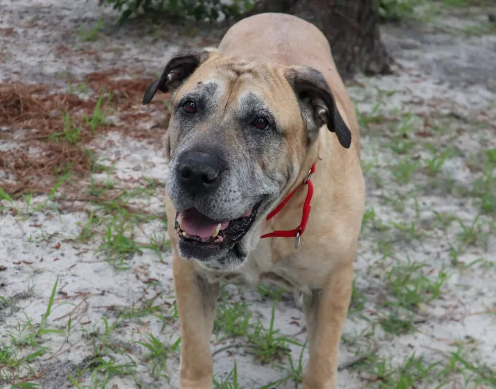 This Big Girl Has a Big Heart, Hoping for Her Forever Home; Pet of the Week