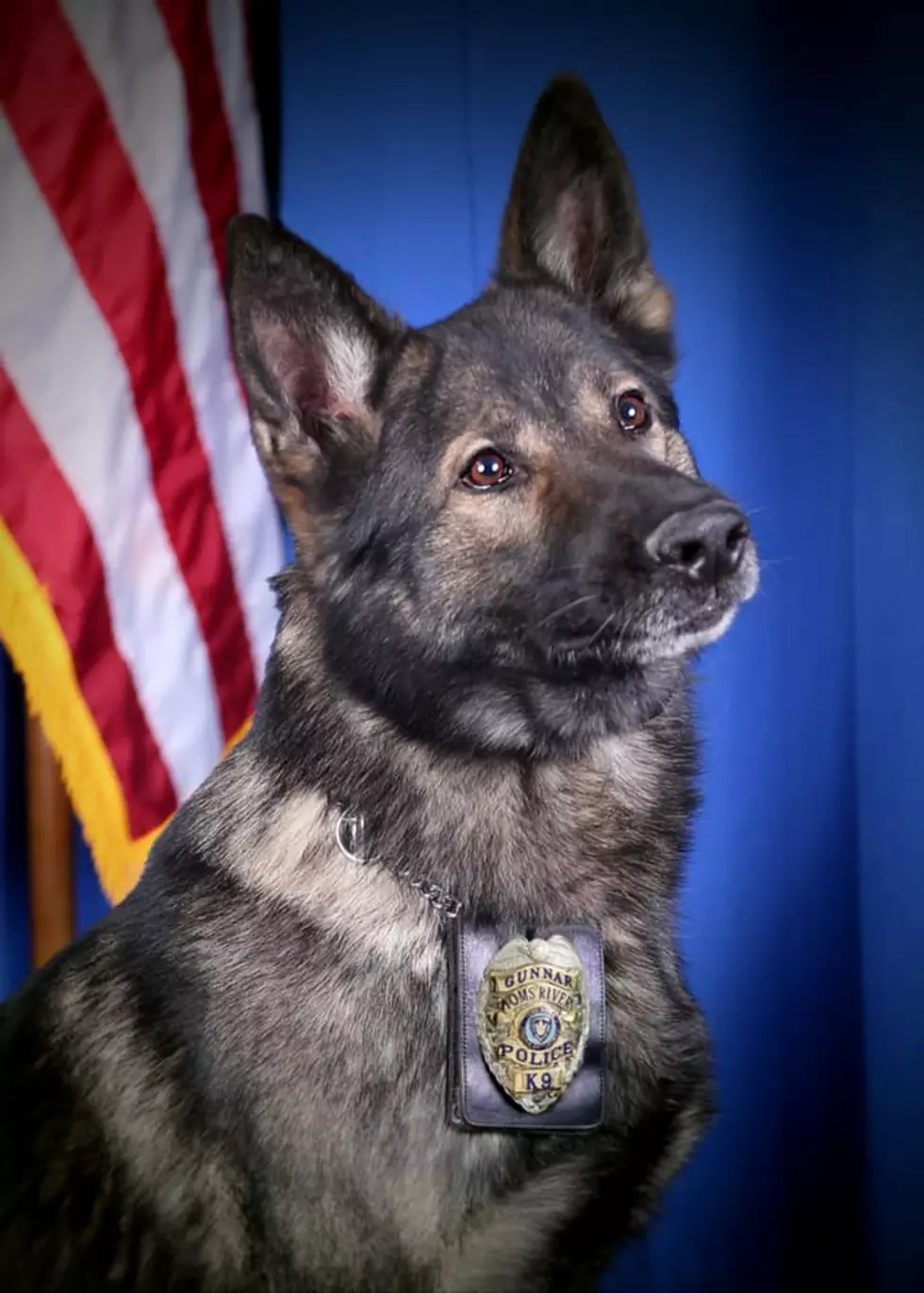 All Dogs Go To K-9 Heaven: Toms River Police K-9 Gunnar passes away
