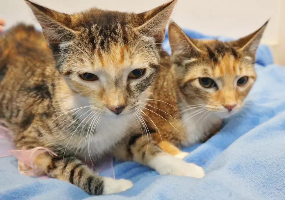 These Sisters Are Ready for Their Forever Home; Pet of the Week