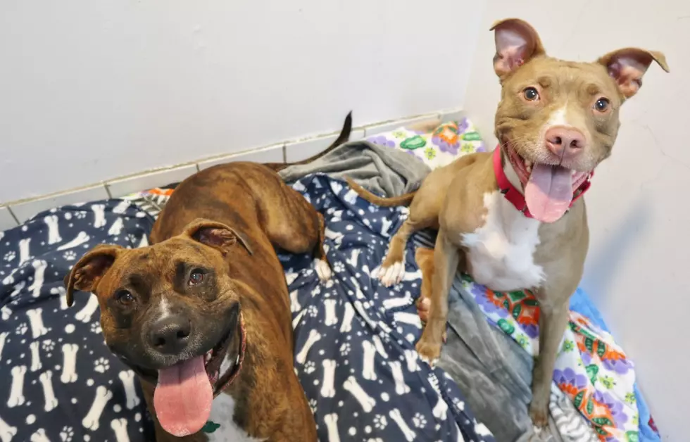 These Happy Tongues Want to be a Part of Your Family; Pet of the Week