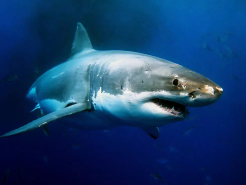 Great White Shark Identified off Island Beach State Park