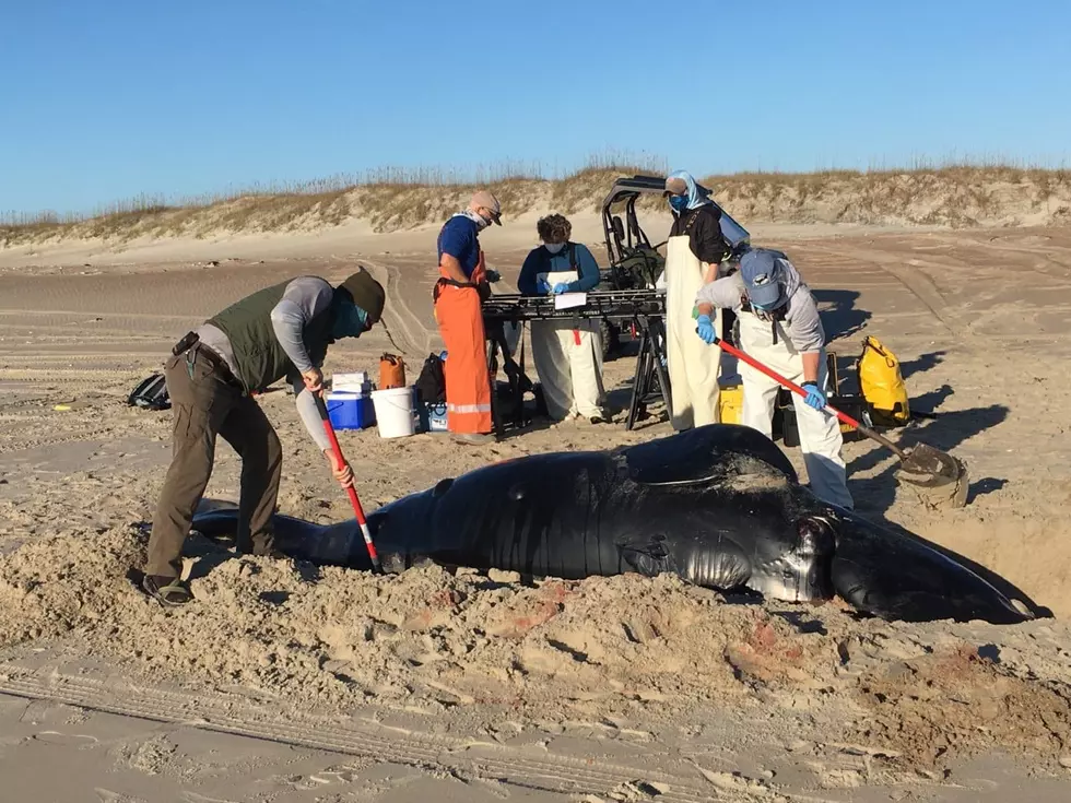Endangered Baby North Atlantic Right Whale Found Dead On A Beach