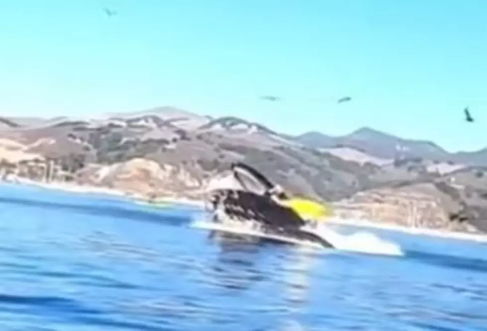 Check Out Shocking Video Of A Kayaker Nearly Swallowed By A Whale