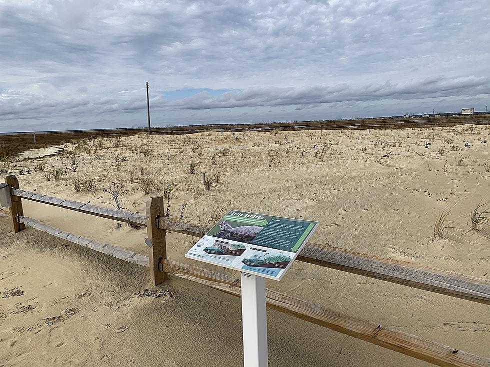 Helping to Save Turtles at the Jersey Shore 