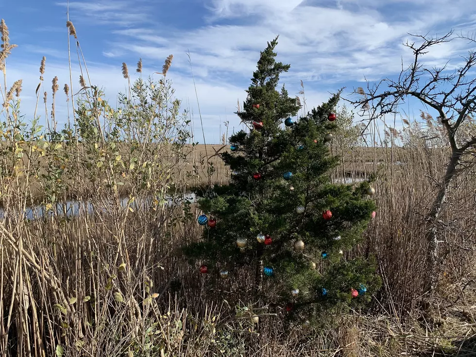 The Christmas Tree on the Bay is Back in Little Egg Harbor