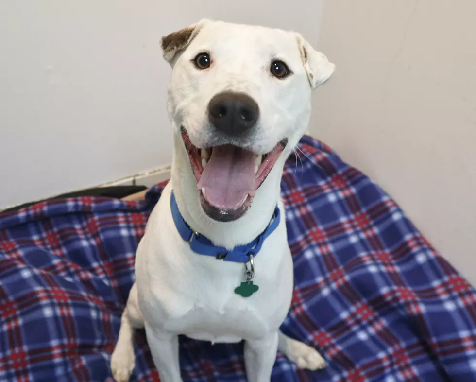 Please Adopt Me! Check Out My Smile: Popcorn Park Rescue Shelter