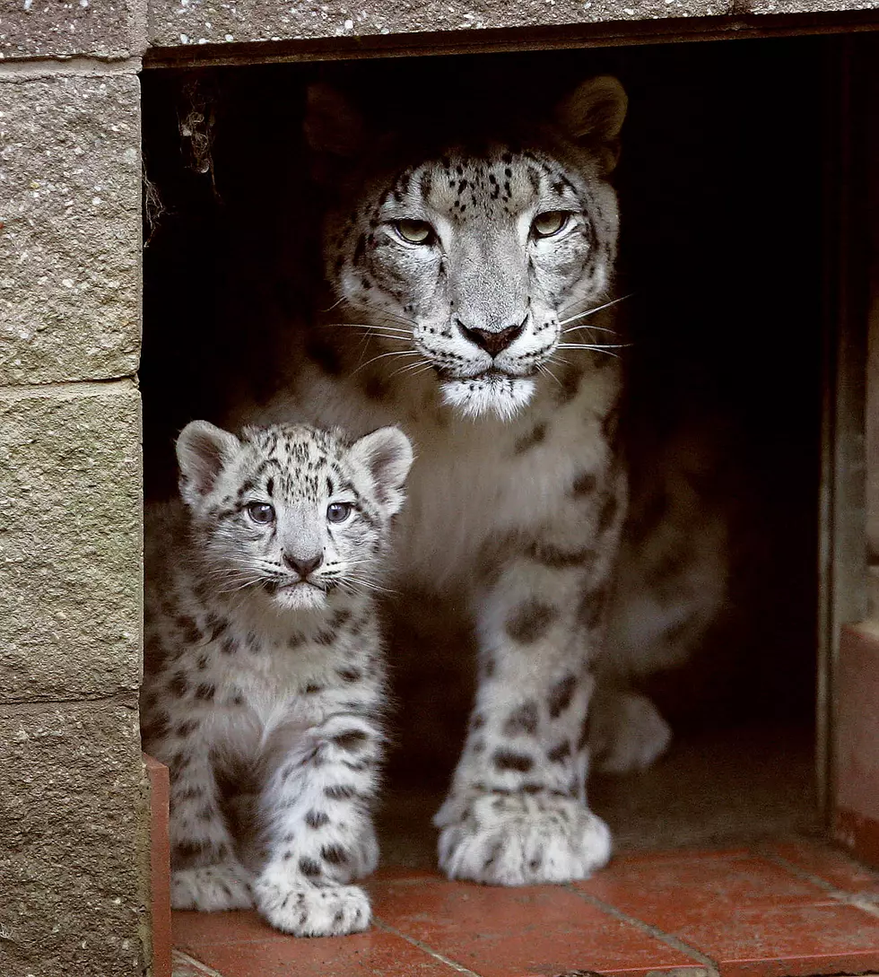 Jersey Shore community mourns loss of Cape May County Zoo Snow Leopard