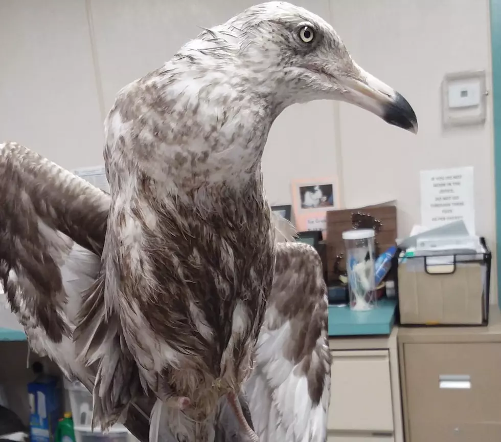 Popcorn Park Zoo in Lacey, NJ asks for courtesy after Seagull dies in Surf City, LBI, NJ